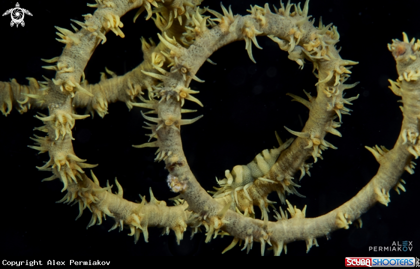A Wire coral shrimp