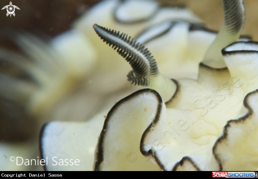 A Magnificent nudibranch