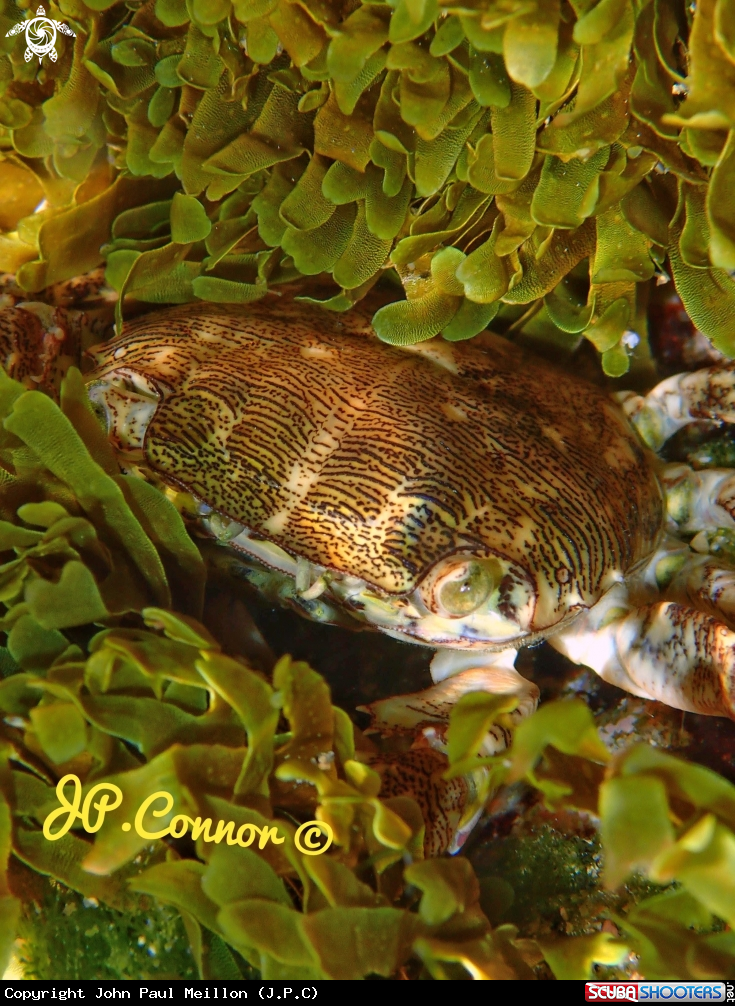 A CRABE MARBRÉ