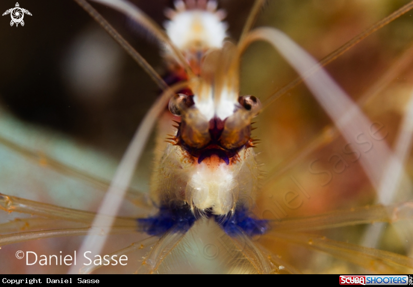 A Banded Coral Shrimp