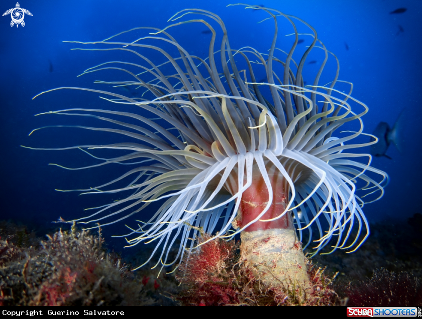 A ceriantus
