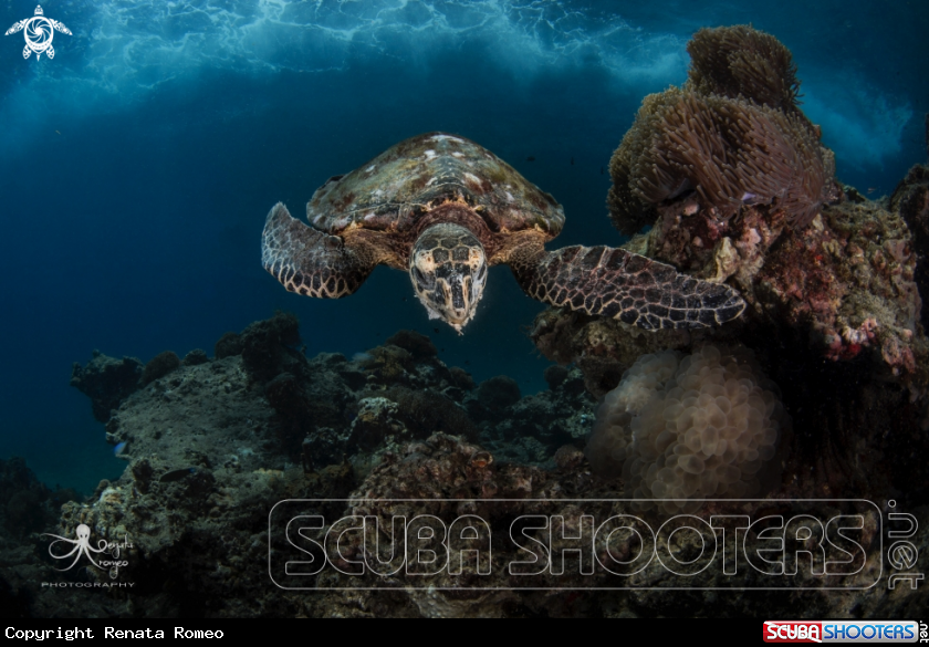 A hawksbill turtle