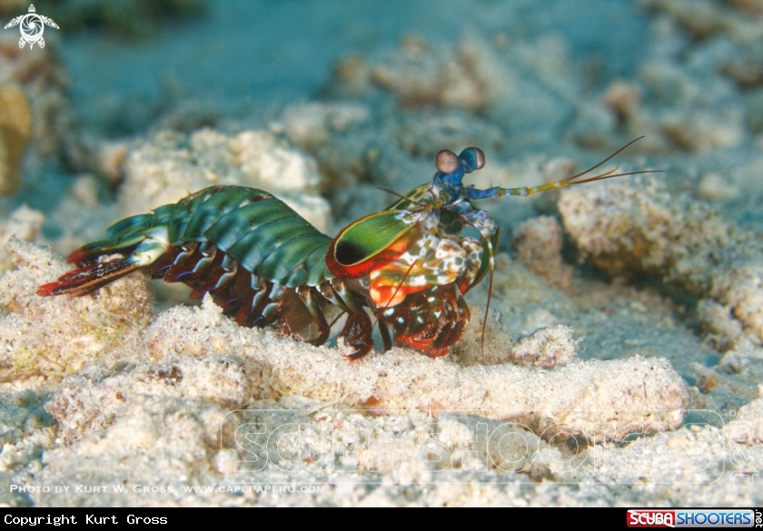 A Mantis shrimp