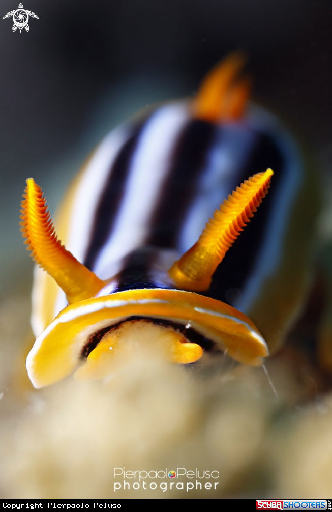 A Nudibranch