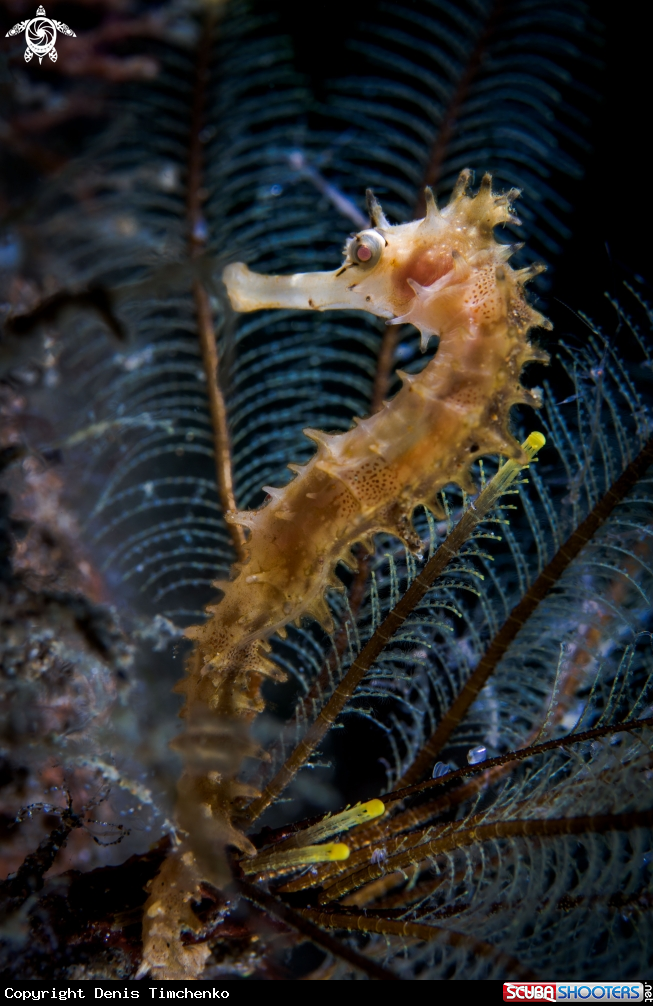 A Seahorse