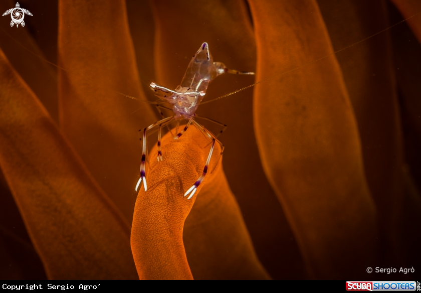 A Shrimp on anemone