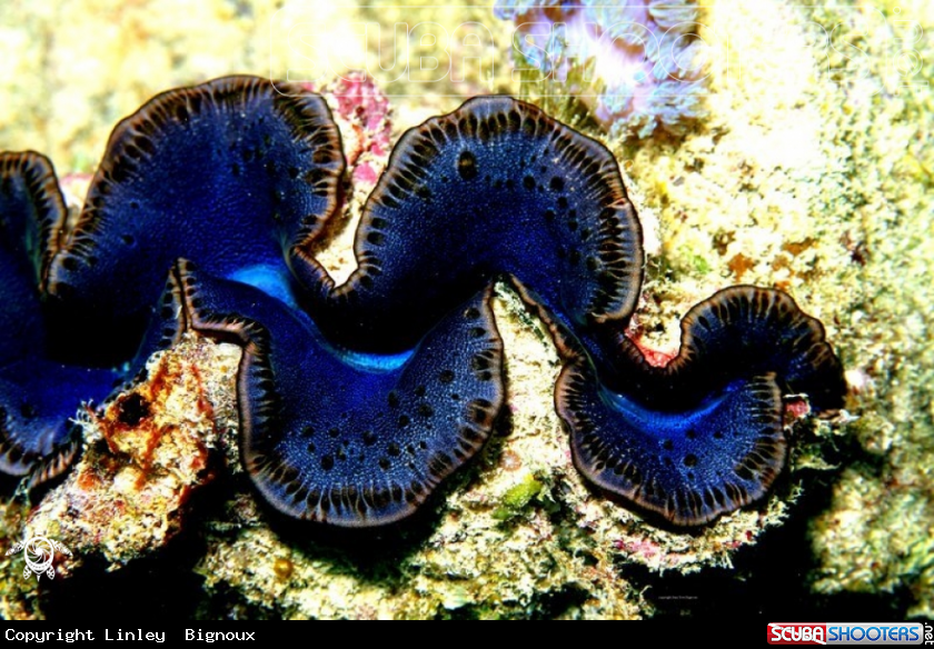 A Mauritius Giant Clam ,endemic species to the Republic of Mauritius