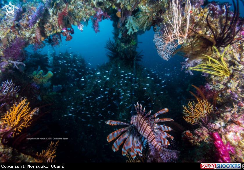 A Lionfish and soft coral