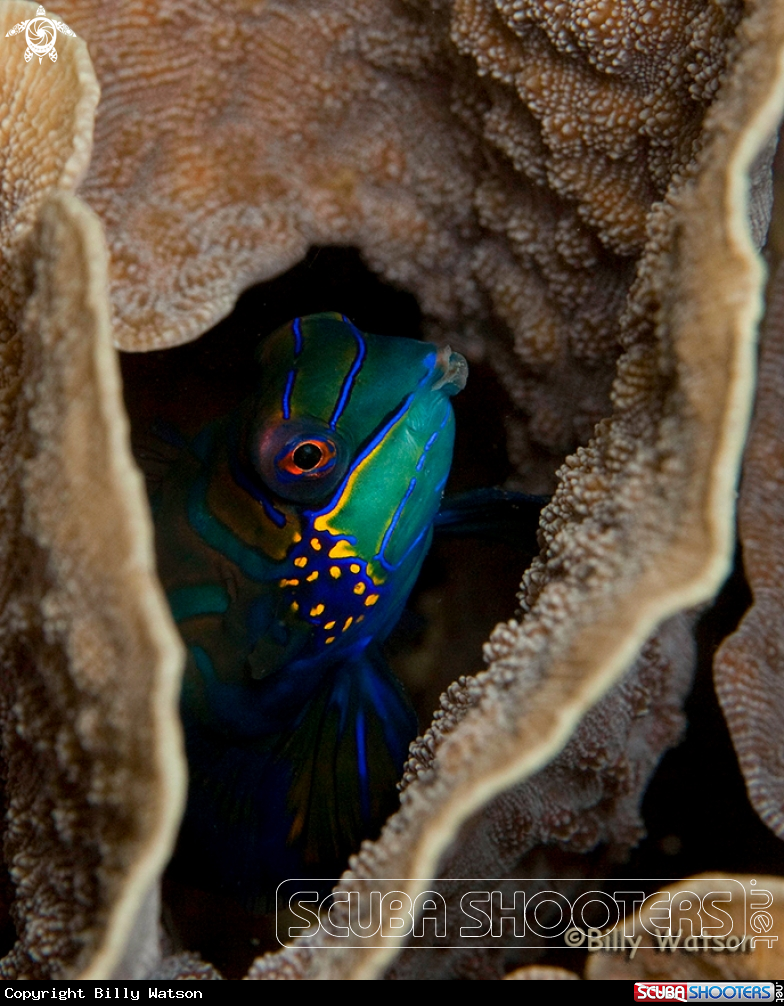 A Mandarin Fish