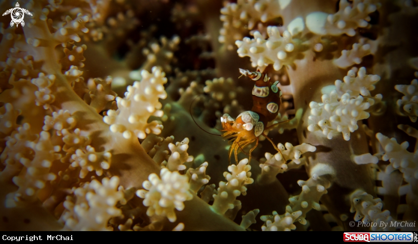 A squat anemones shrimp