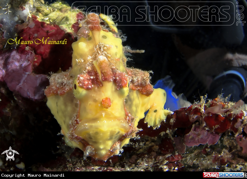 A Frogfish