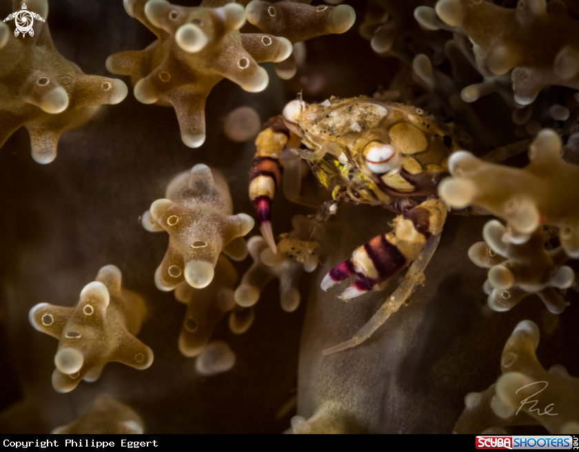 A harlequin crab