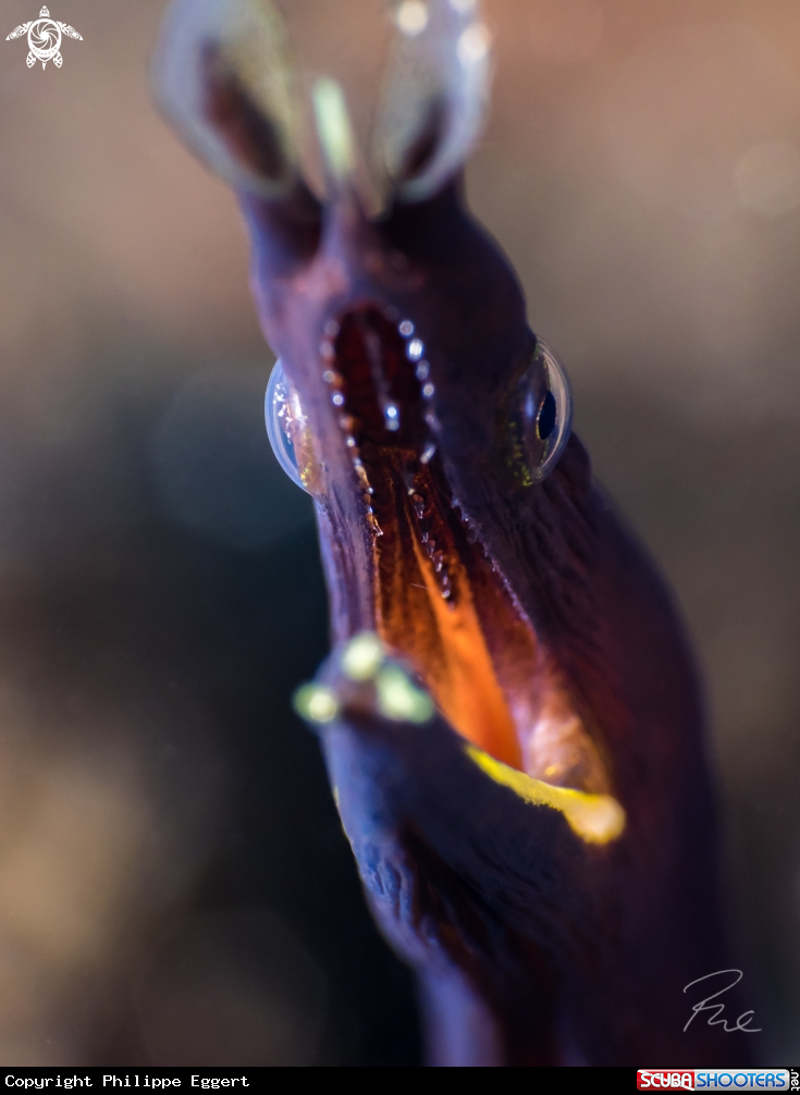 A ribbon eel