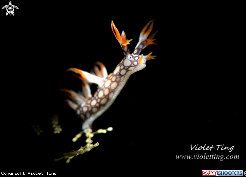 A Bornella anguilla