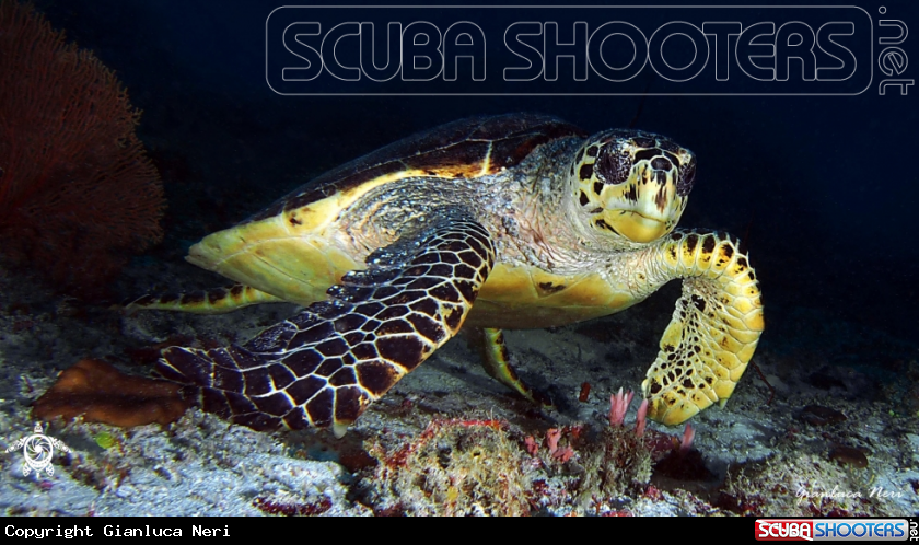 A Sea turtle