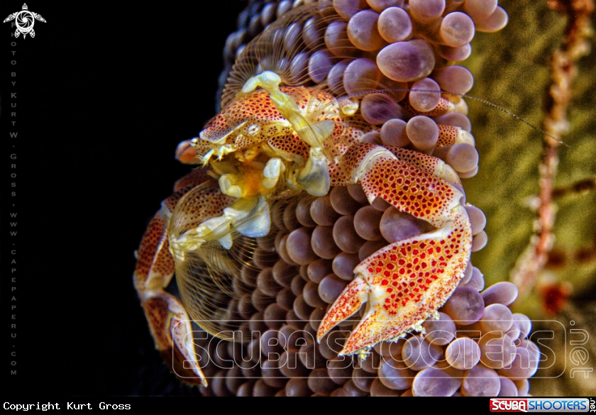 A Porzellan crab