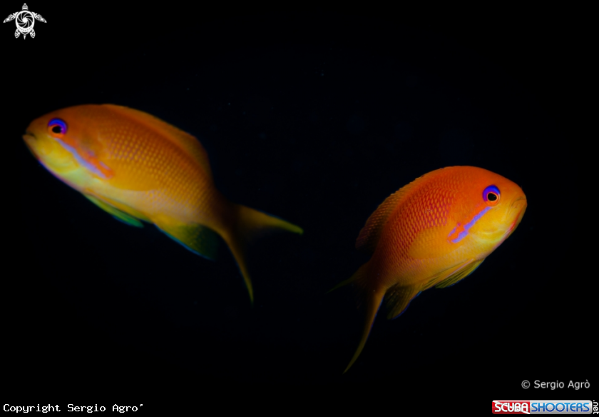 A Anthias
