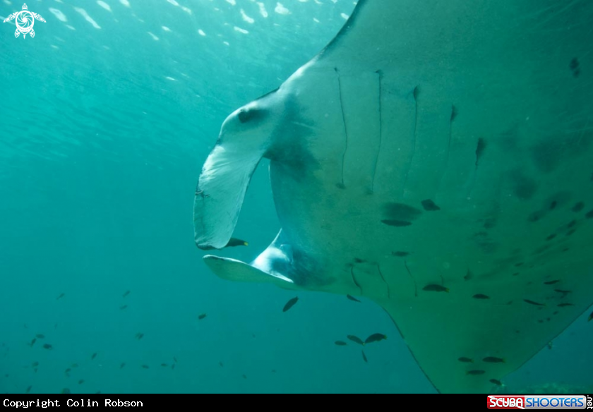 A manta ray