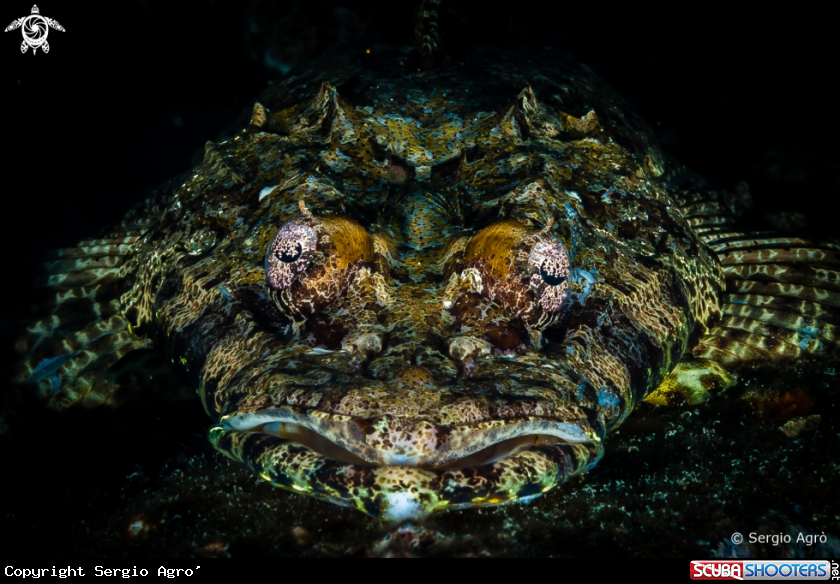 A Pesce coccodrillo