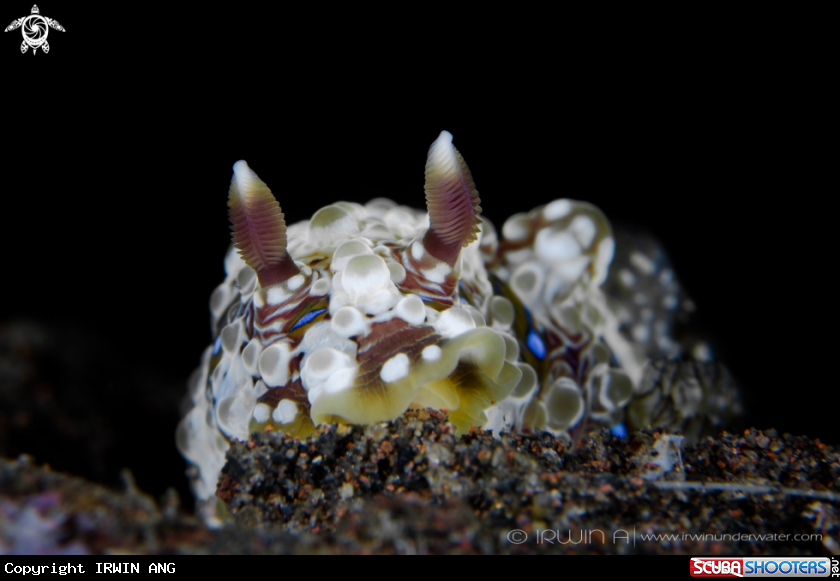 A   Nudibranch 
