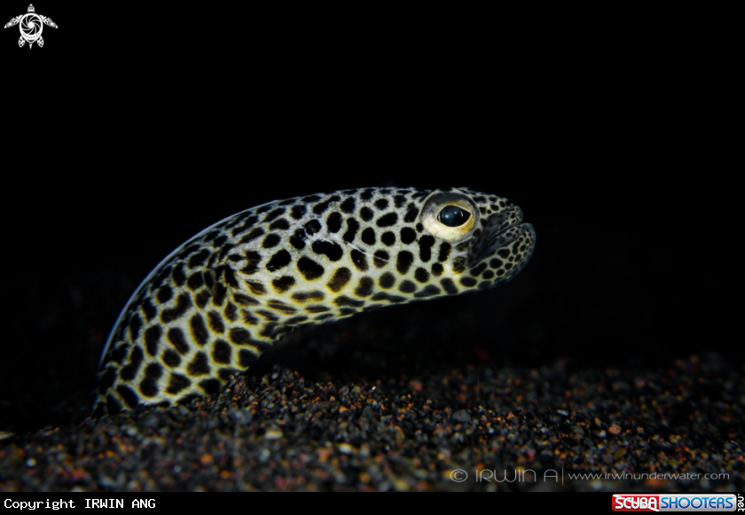A Garden eel