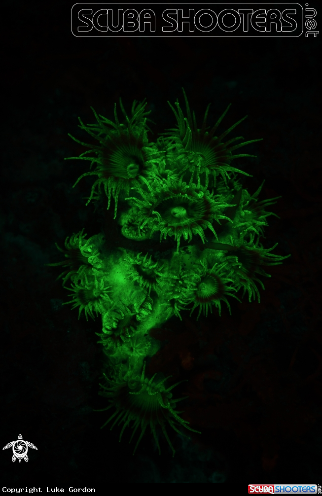 A Zoanthids