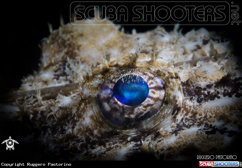 A Anglerfish