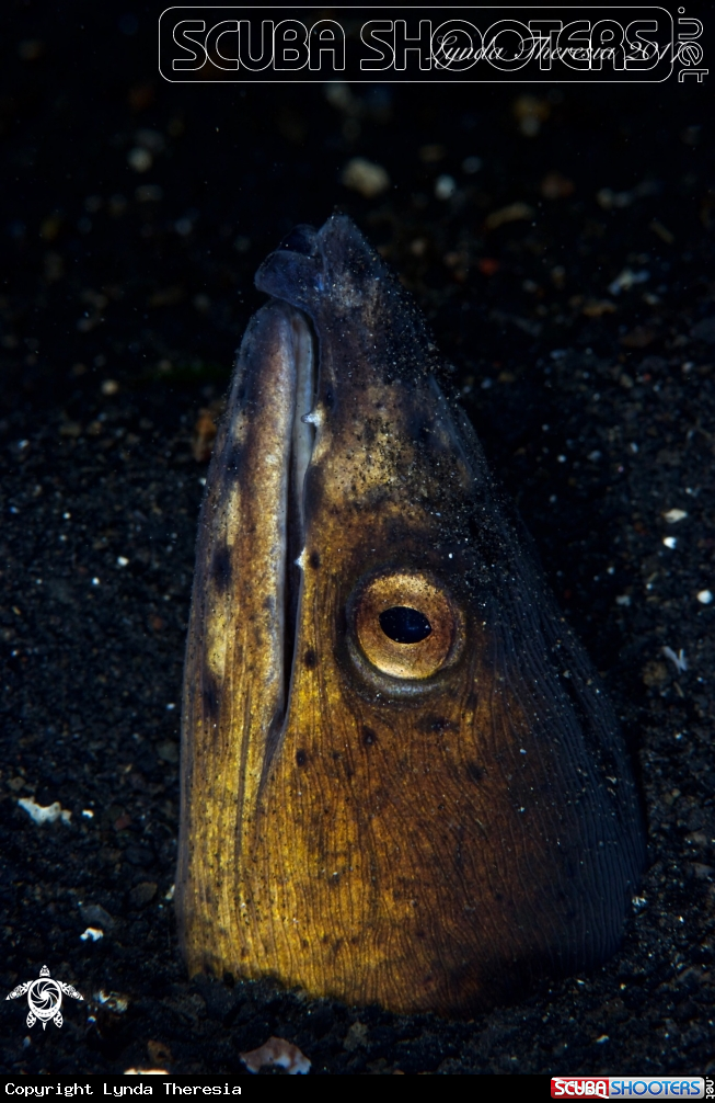 A Snake Eel