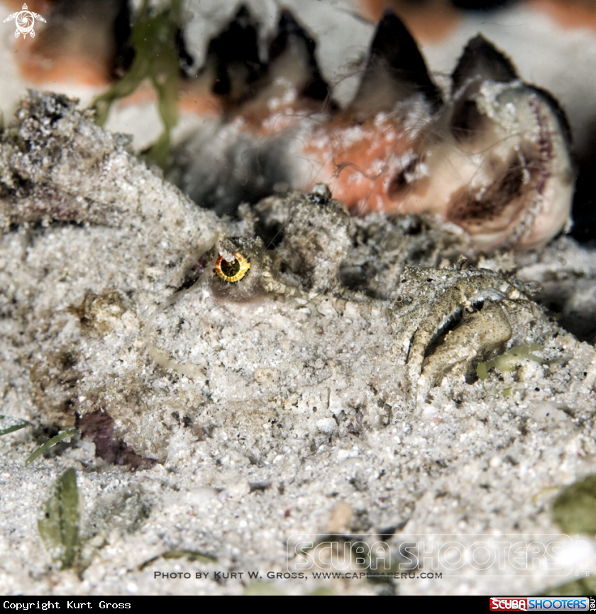 A Devil Scorpion Fish