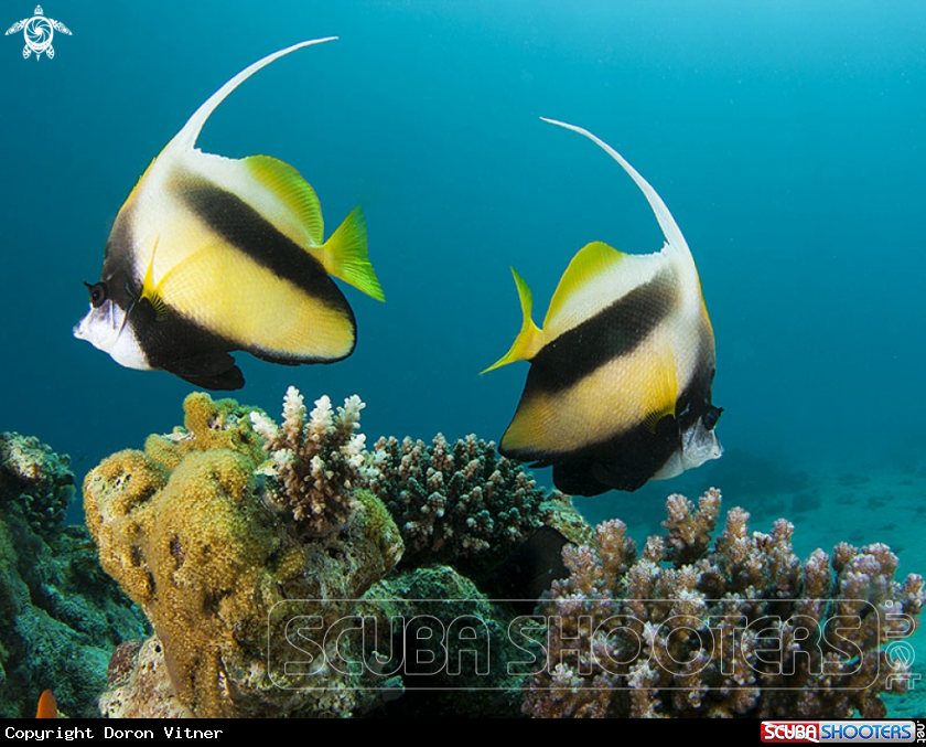A False moorish idol