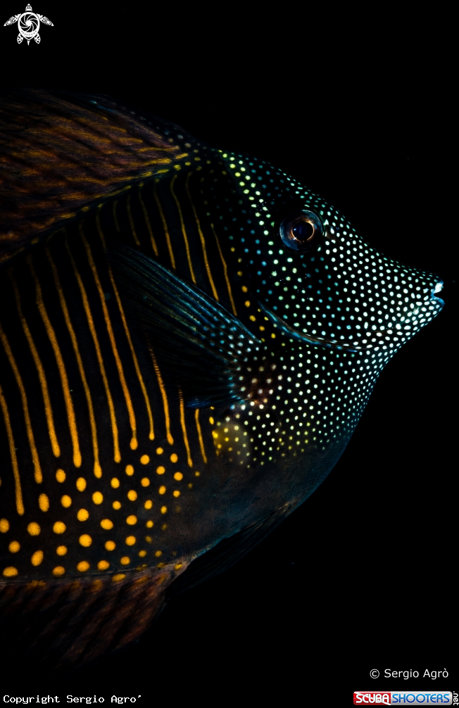 A Pesce chirurgo tigrato