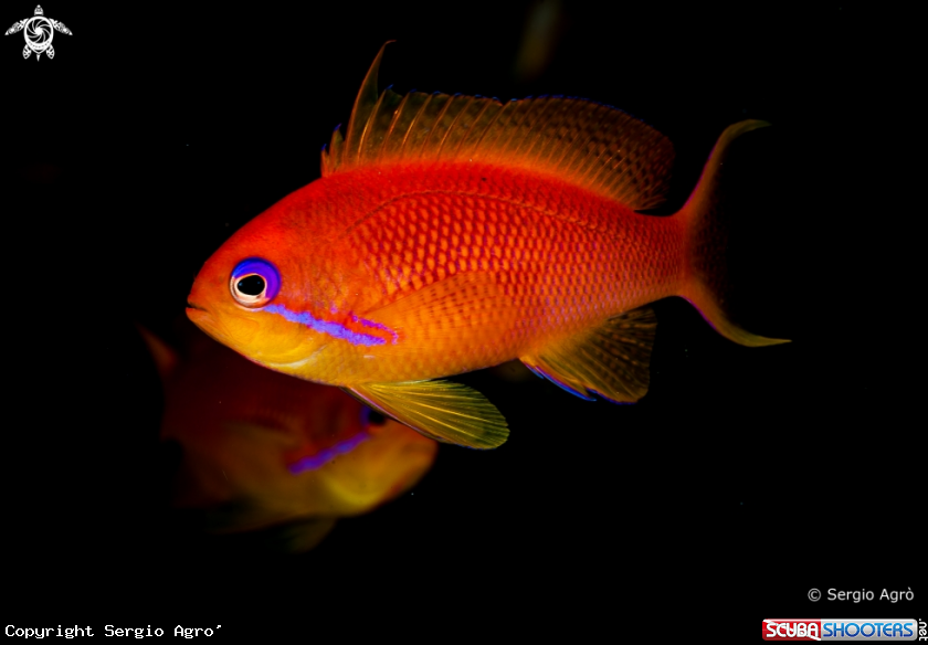 A Anthias