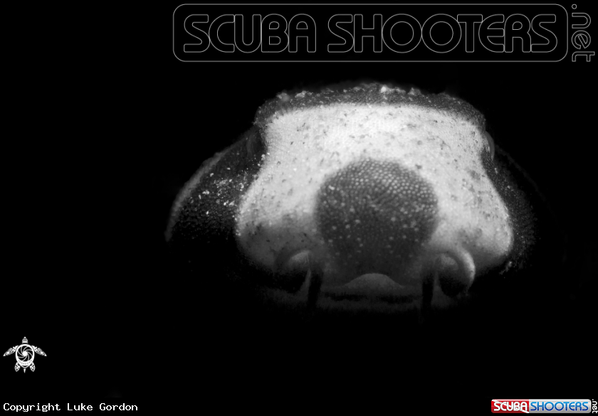 A Brown-Banded Bamboo Shark