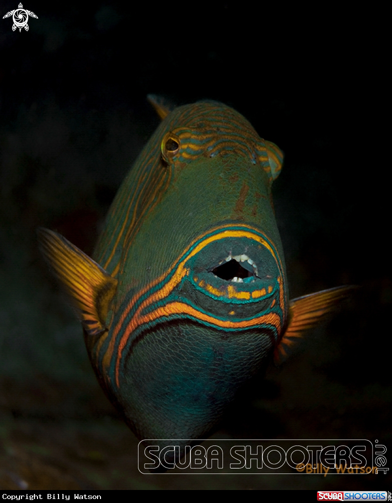 A Orange-lined Triggerfish
