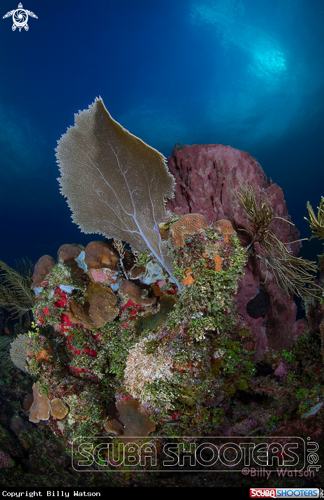 A Reef Scene