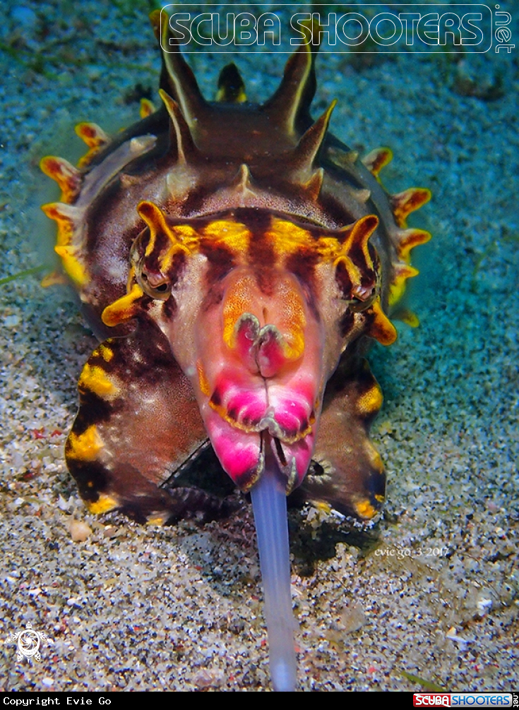 A Flamboyant cuttlefish
