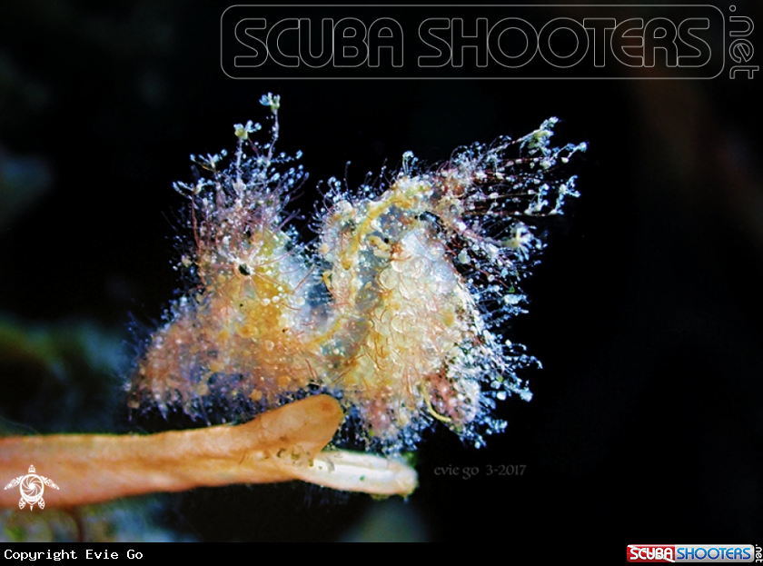 A Hairy Shrimp
