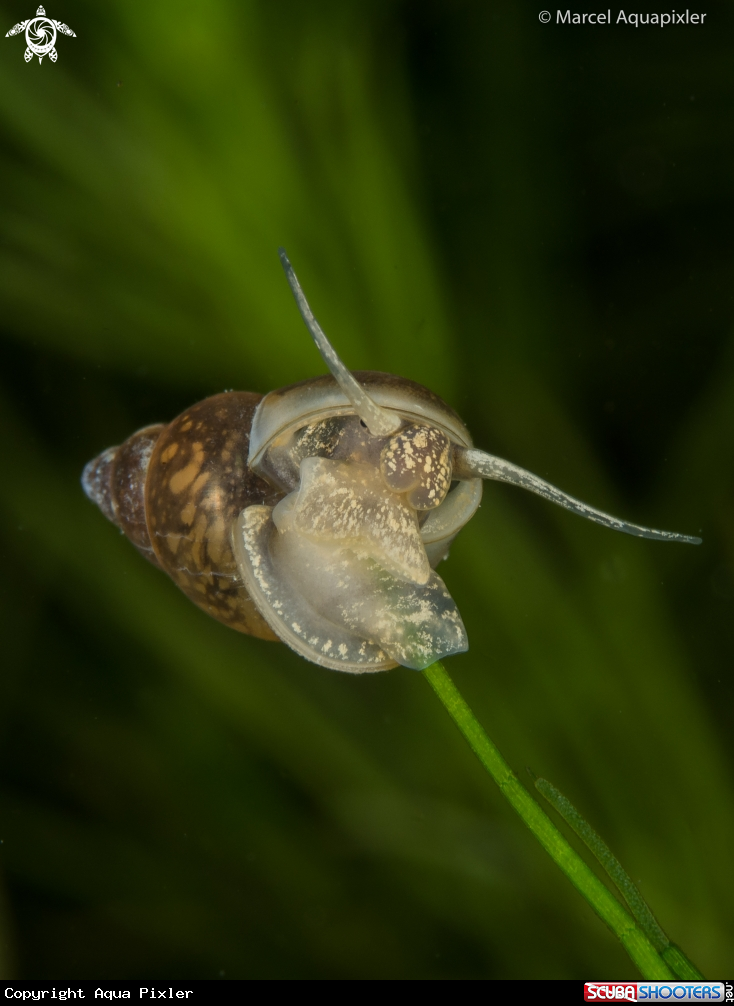 A Snail
