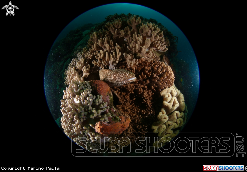 A Spotted Moray