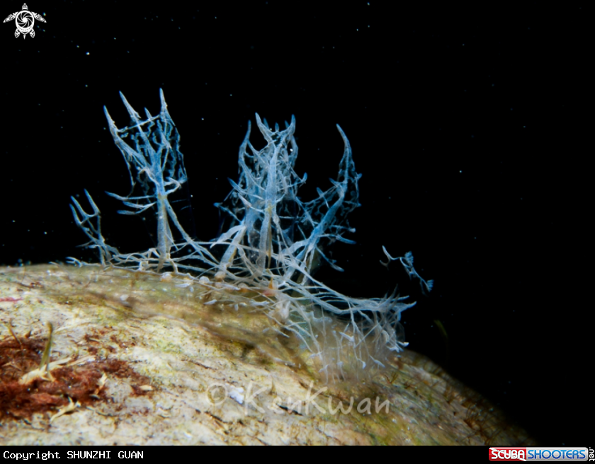 A Melibe Colemani