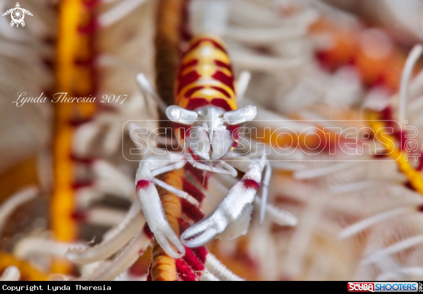 A Crinoid Shrimp