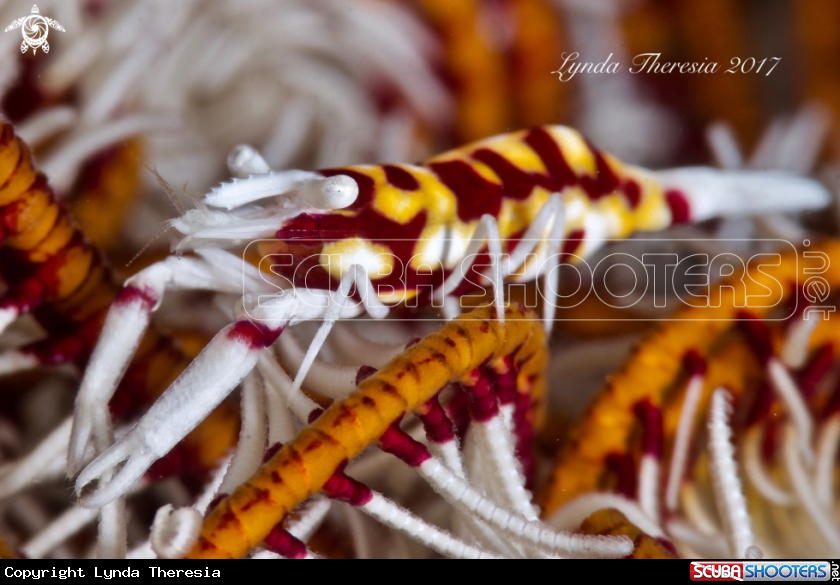 A Crinoid Shrimp