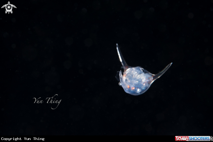 A Plankton, blackwater