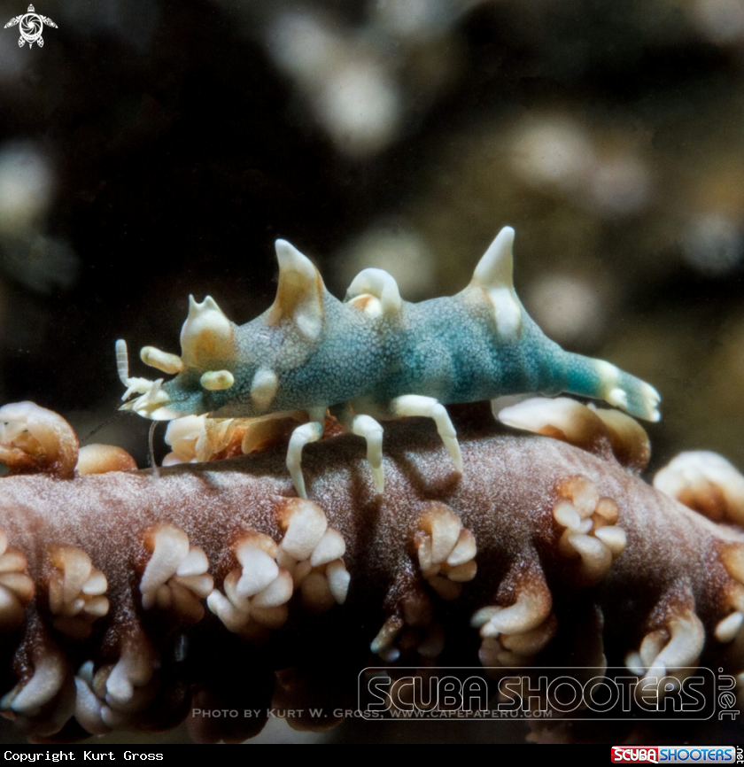 A Dragon shrimp