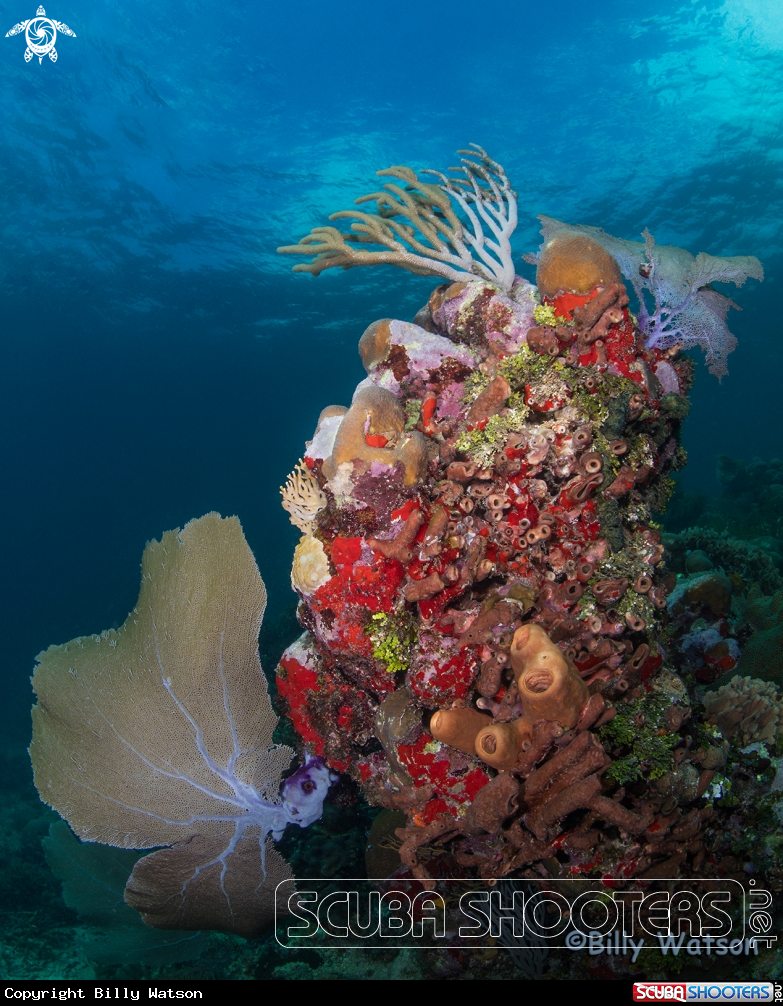 A Reef Scene