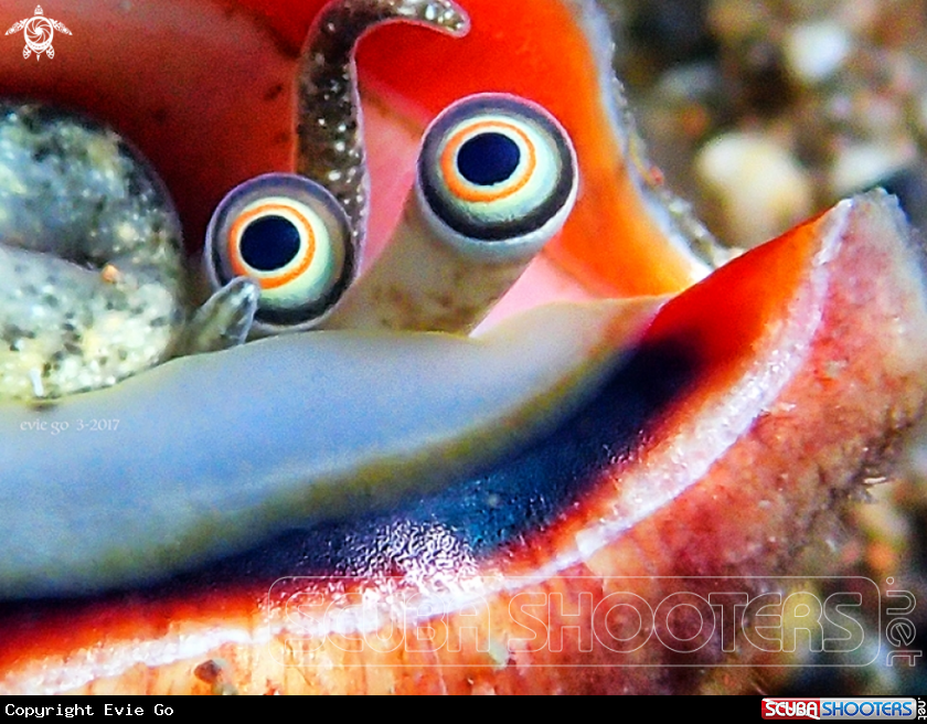 A Mollusca Cowrie
