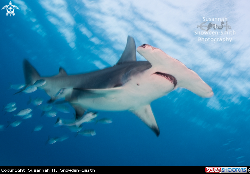 A Great Hammerhead