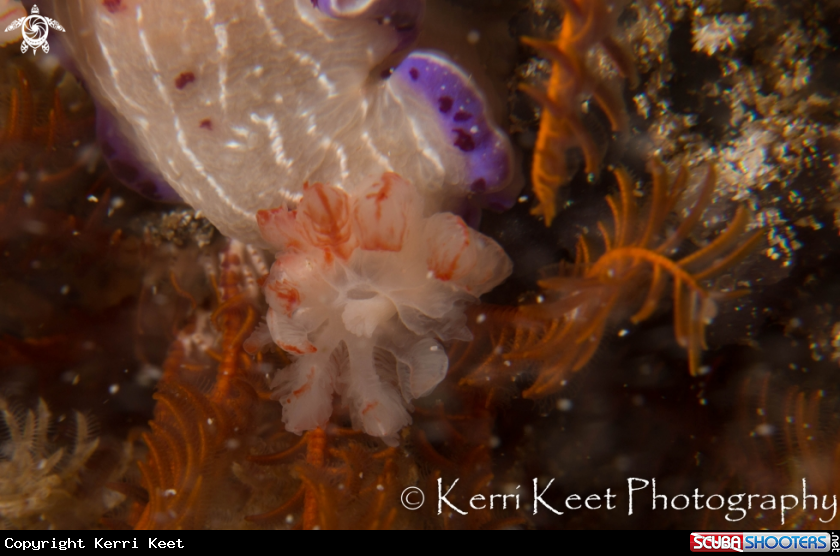 A Gills of Cape Dorid Nudibranch