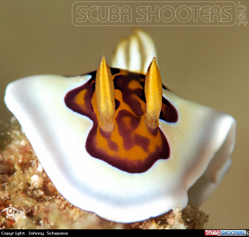 A Chromodoris Geniei