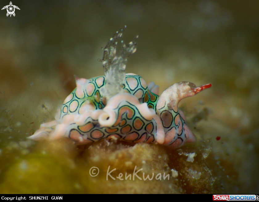 A Swan Nudi